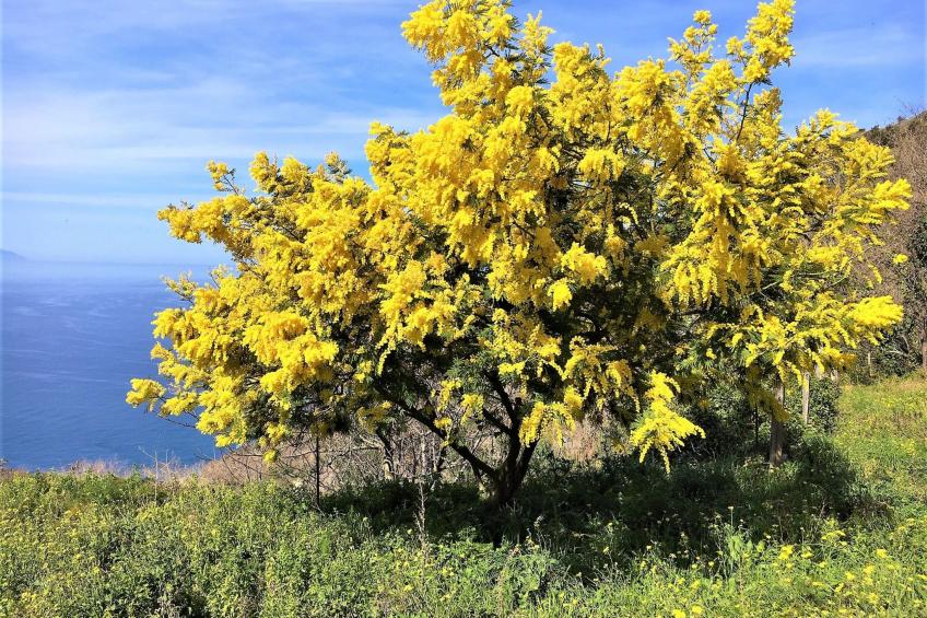 Flache Zeder - foto 33