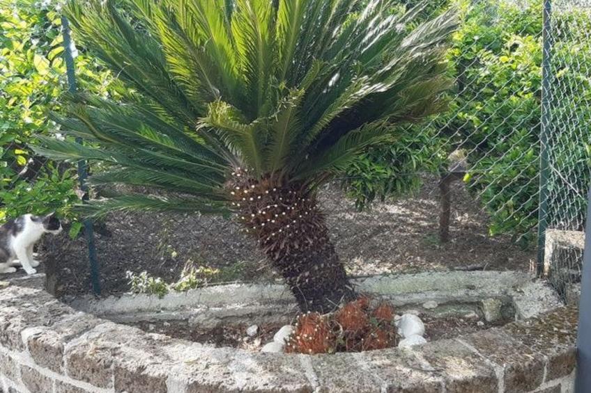 mit Garten und Kinderschwimmbad - foto 40
