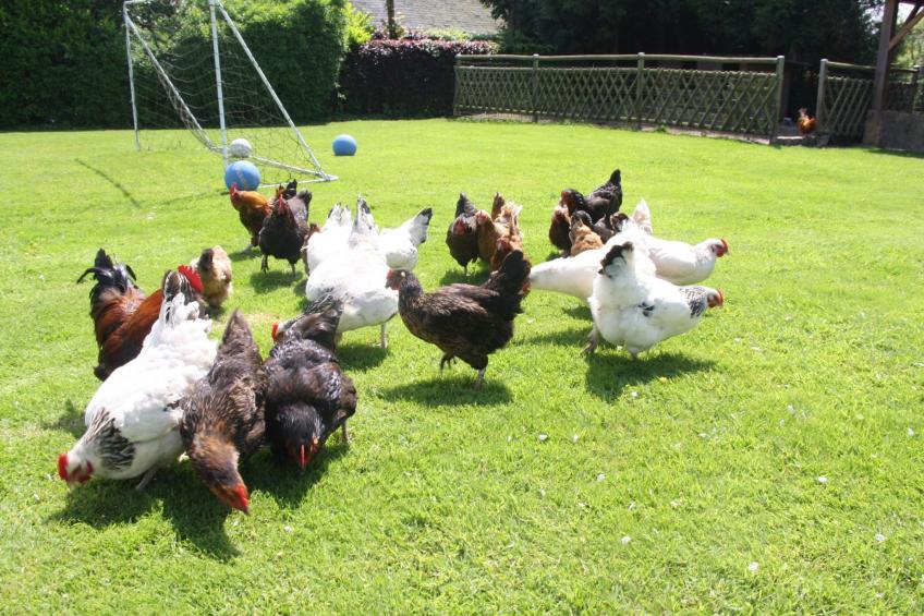 L'Ecurie d'Hubert (Pferdestall) - foto 32