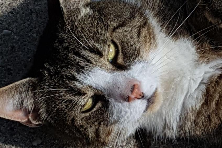 Westrich in guter Ausflugslage - foto 33