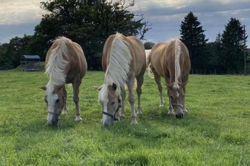 Wohnung "Rustique" - foto 20