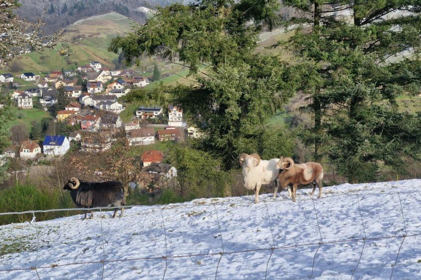Schwarzwald Königin - foto 24