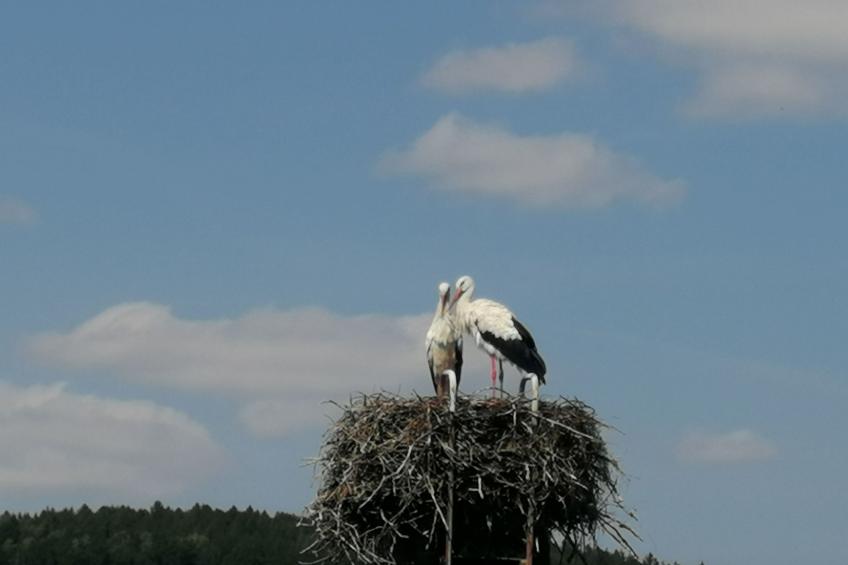 Naturblick Karla Rößler - foto 17