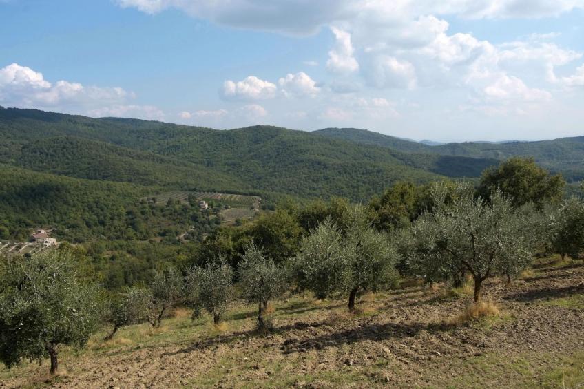 Wohnung in Figline Valdarno mit Gemeinschaftspool - foto 29