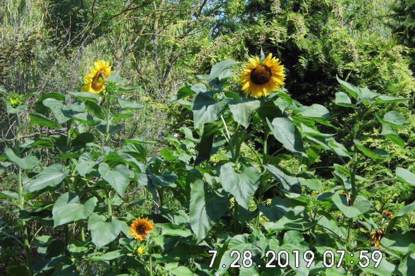 am malerischen Nepperminer See - foto 30