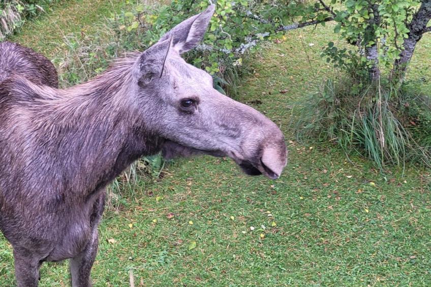 Villa Solsken - foto 14