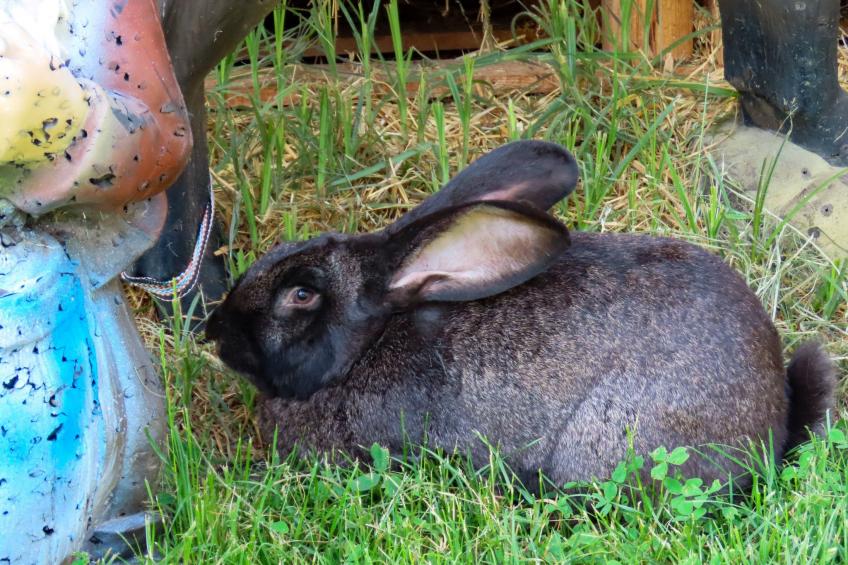 Waldpension in Steinfeld - foto 28