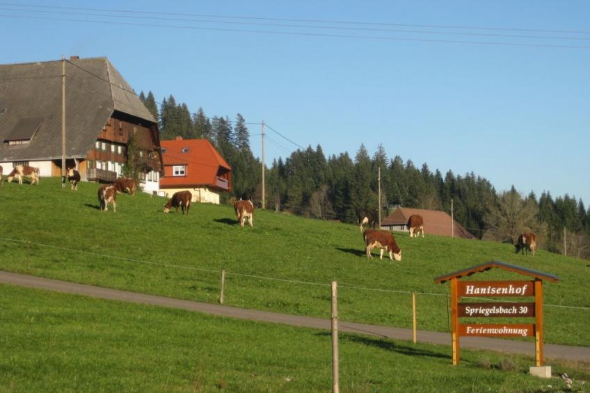 56425 - foto 6