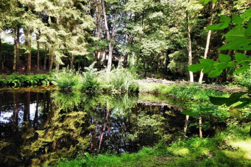 Petit Wilogne - foto 34