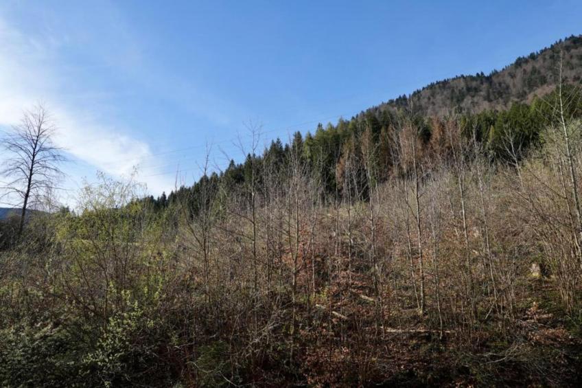 Rododendro - foto 39