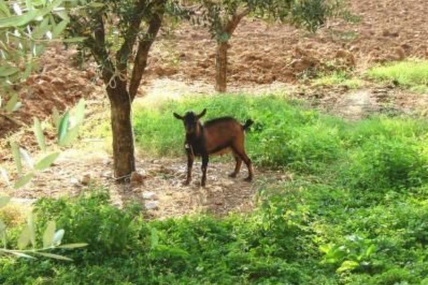 mit großer Terrasse - foto 17