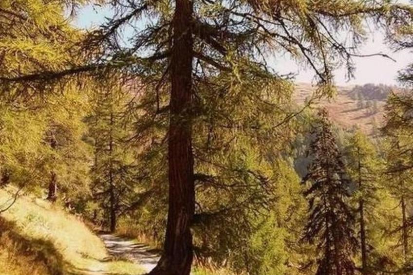 Chalet Angelika - foto 25