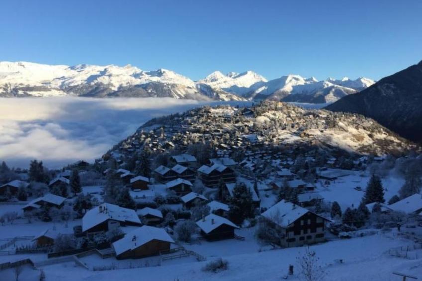 Blue Merle - foto 10