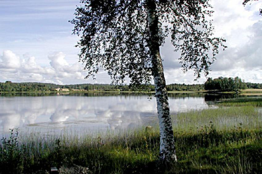 Villiruusu - foto 37