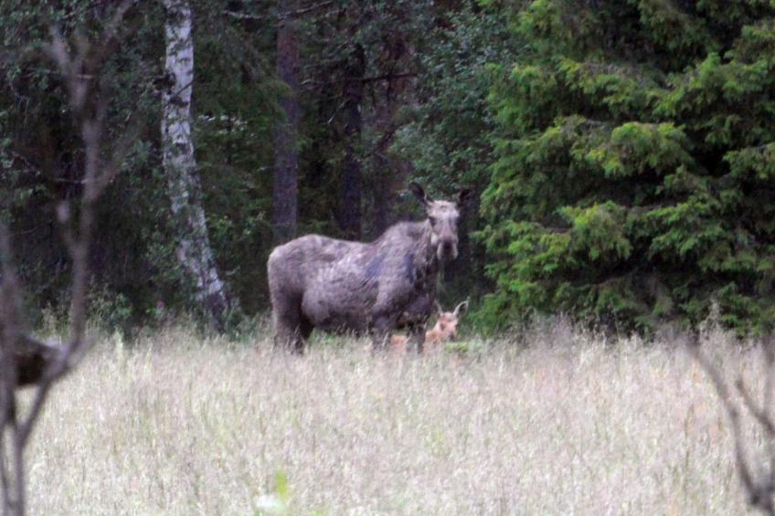 Haus-Lappland - foto 39