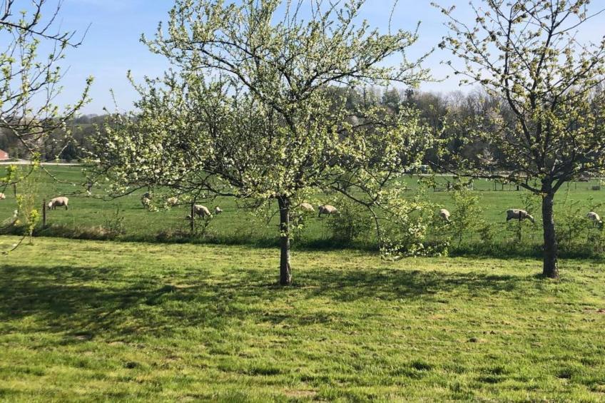 Stardust 40 Family Lodge - foto 15