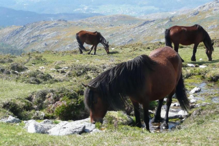 "Großvaters Häuschen" mit Kamin - foto 26