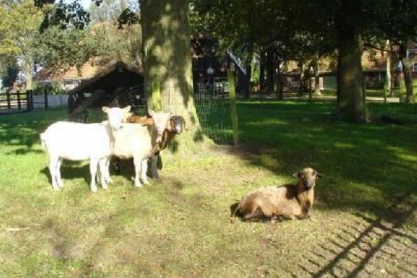 Gemütlicher Ferienhof Loosternest in Vriescheloo - foto 14