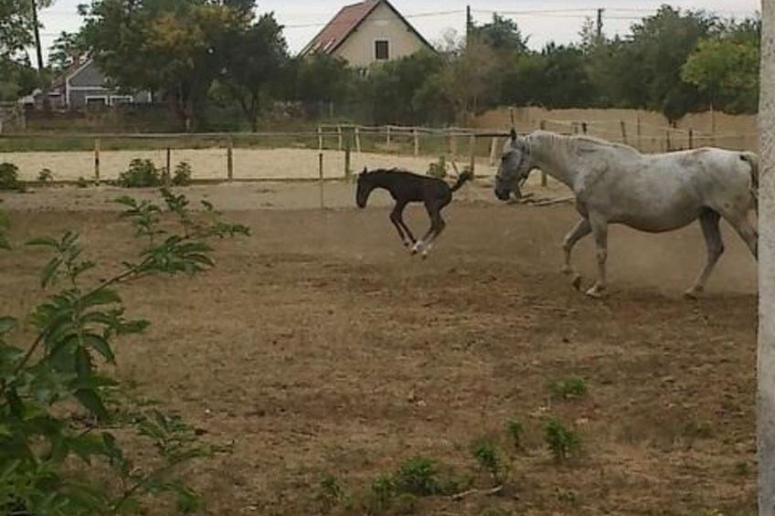 Hétkanyar Vendégház - foto 22