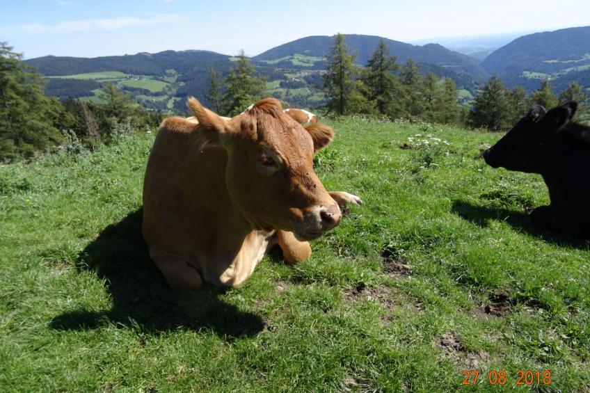 Bergchalet - foto 40