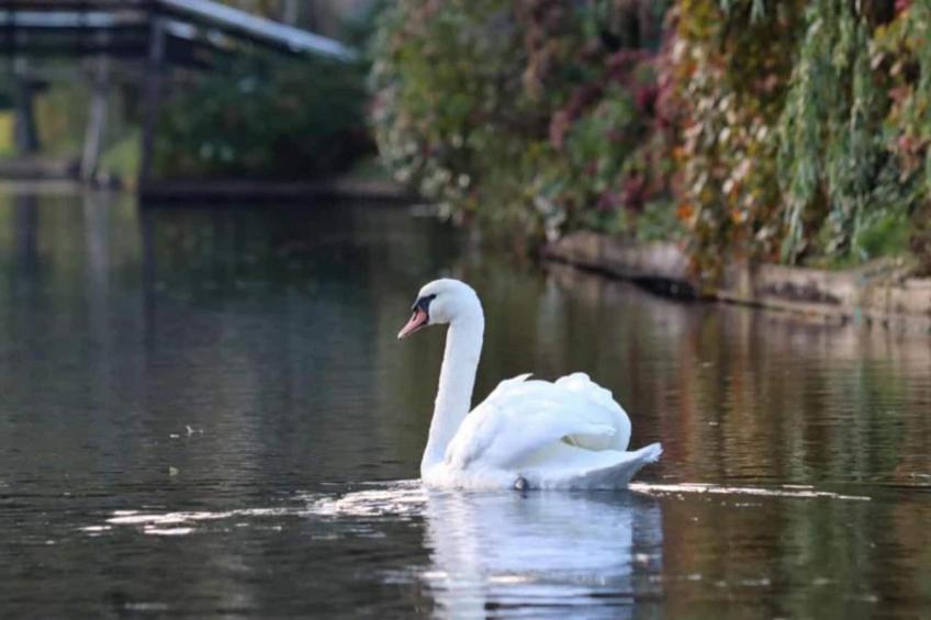 Aan de dwarsgracht - foto 38