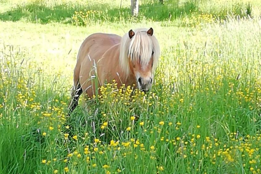 Großes Ferienhaus mit Terrasse und Garten - foto 21