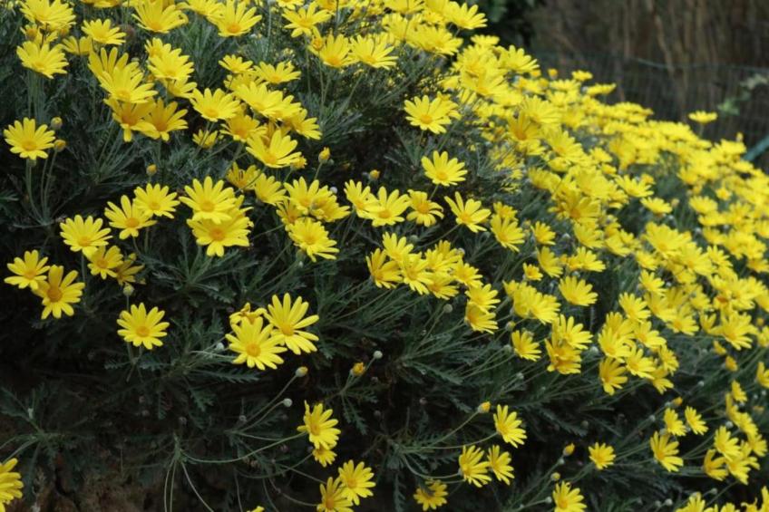 Nidino del Gufo - foto 29