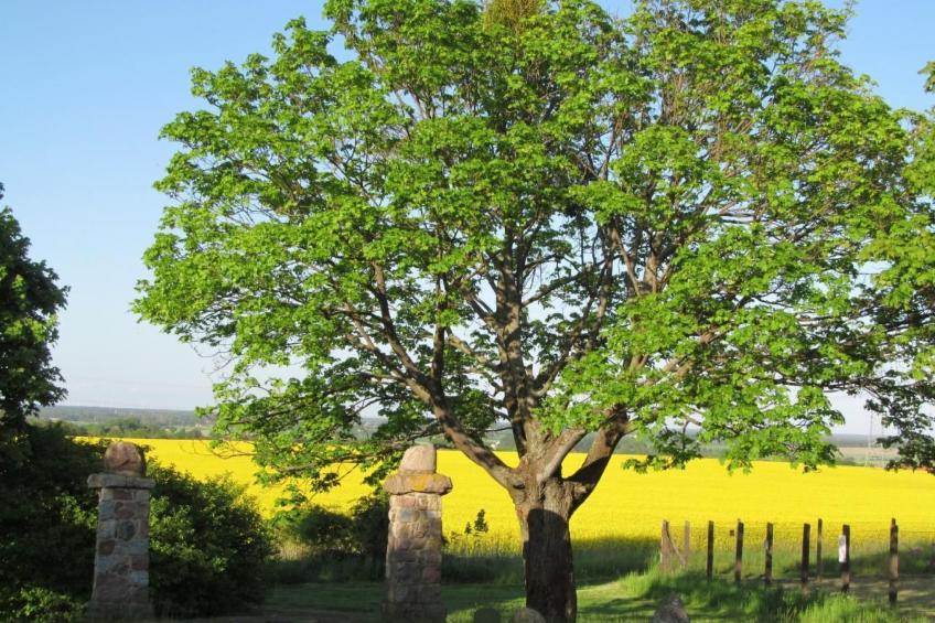 - Uns lütt Hüsung - foto 11