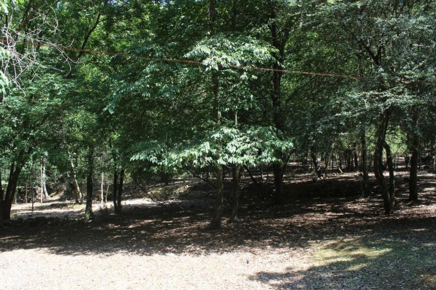 Kirschbäume, eine Oase im Wald zwischen Meer und Natur - foto 4