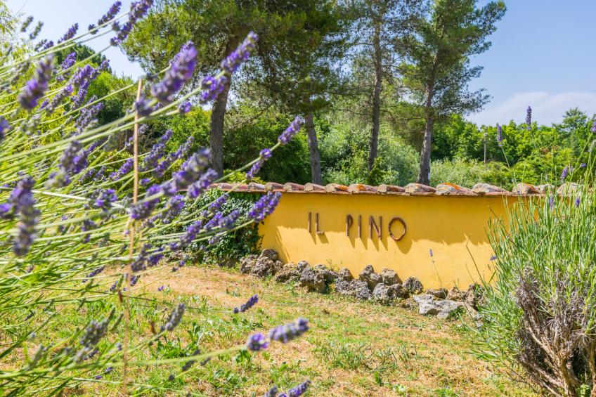 PINO DI SOPRA (CNC130) - foto 45