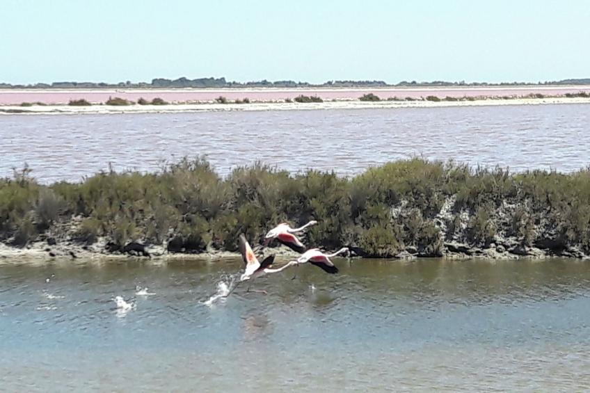 Maison de vacances - VERGÈZE - foto 31