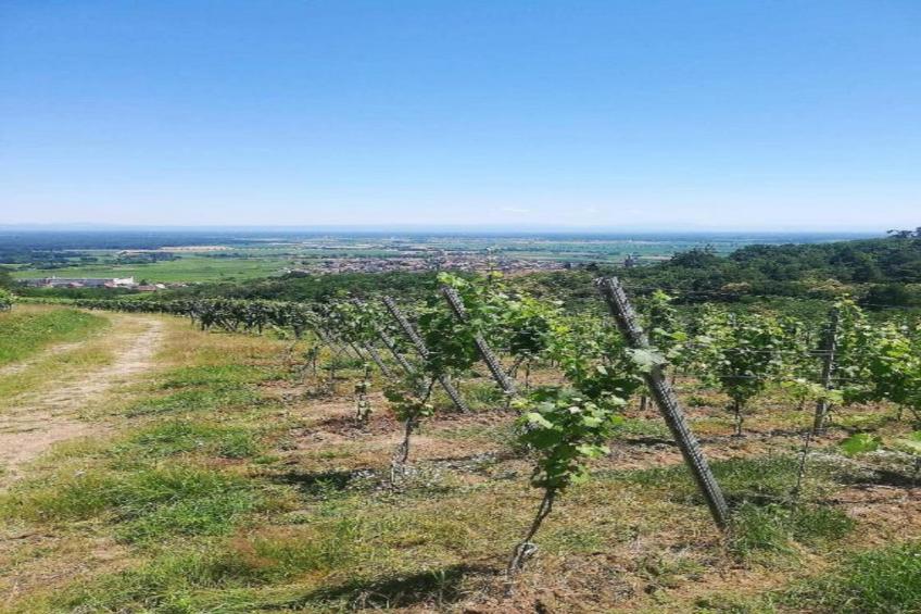 Magnifique Appartement Alsacien - foto 32