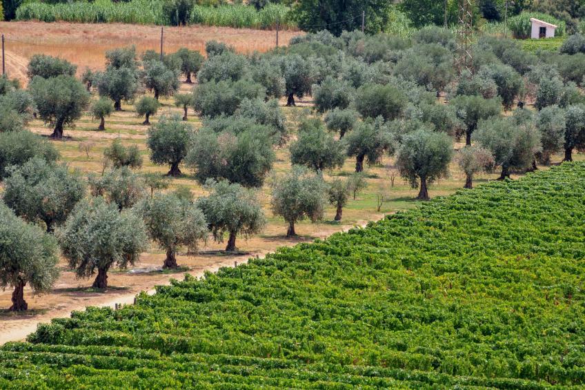 Casa do Caseiro - foto 32