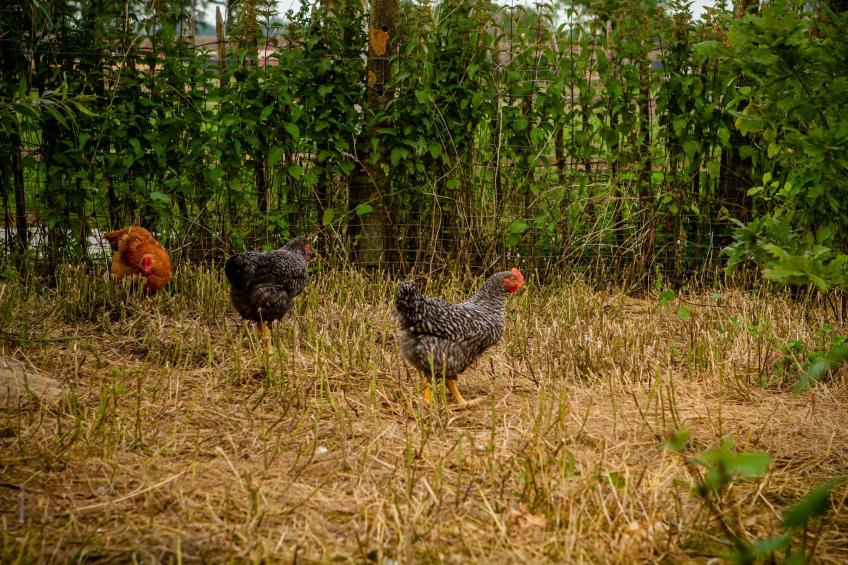 Casteeldoorn - foto 18