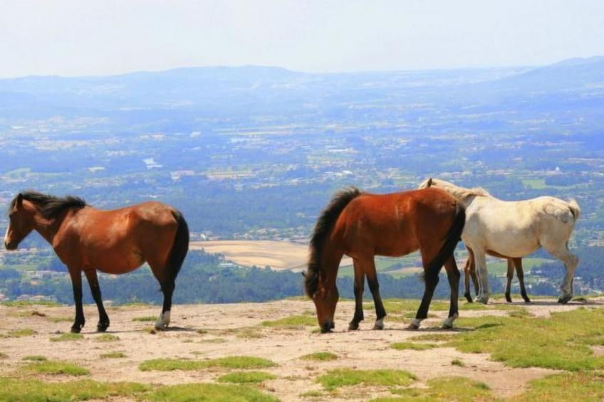 Ländliche Finca "Casa da Rocha" - foto 32