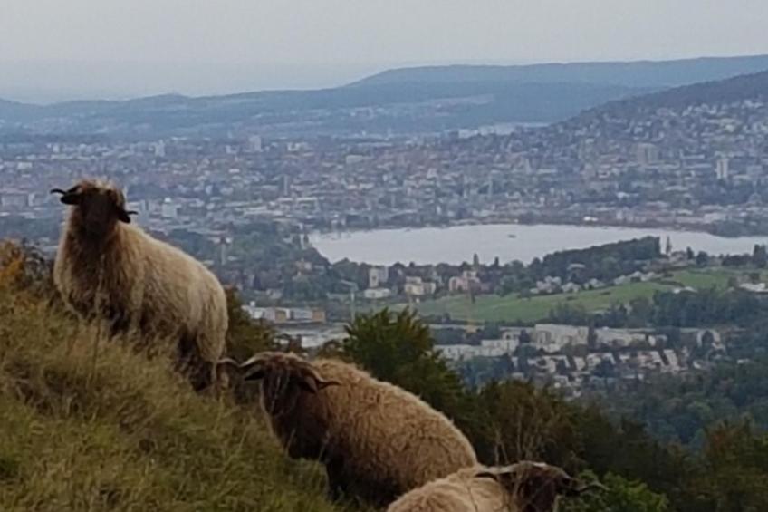 Historisches Riegel-Doppelbauernhaus - foto 7