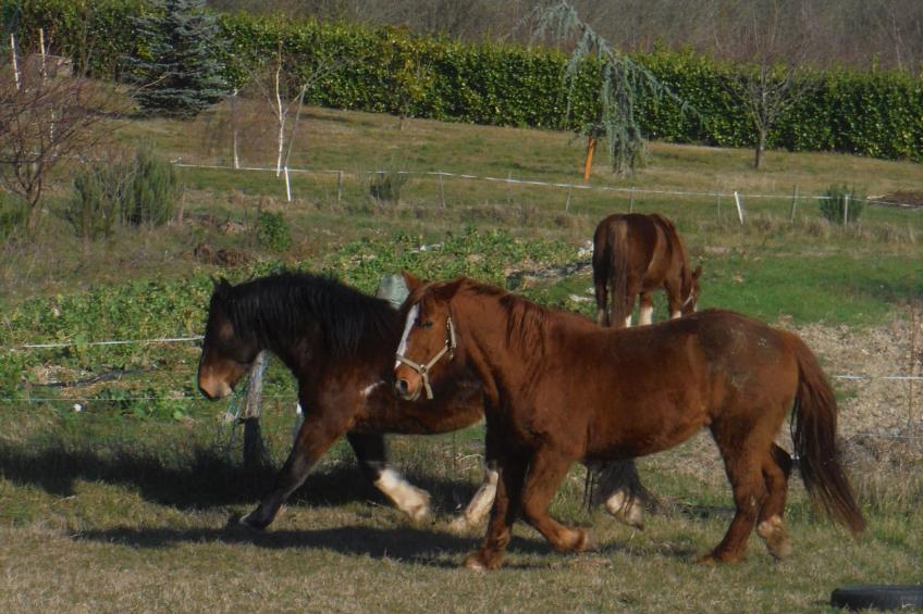 Domäne auf dem Bauernhof - foto 26