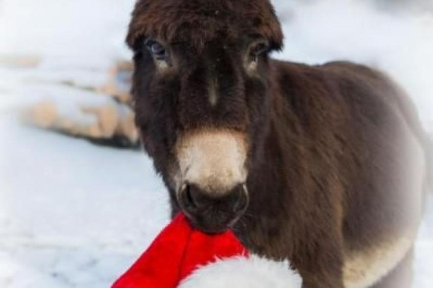 Biobauernhof Balm - foto 5