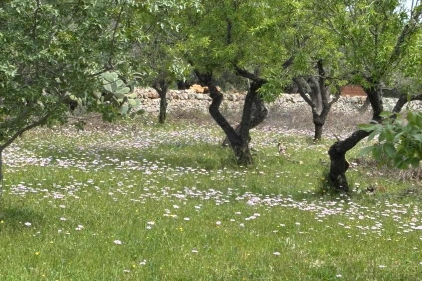 Villa Charme - foto 30