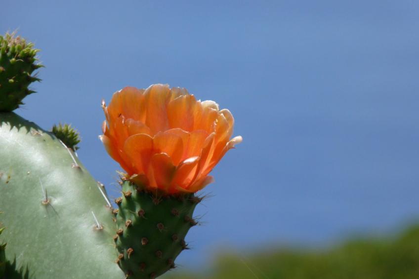 Ruhige Finca Topo del Drago mit Meerblick - foto 33