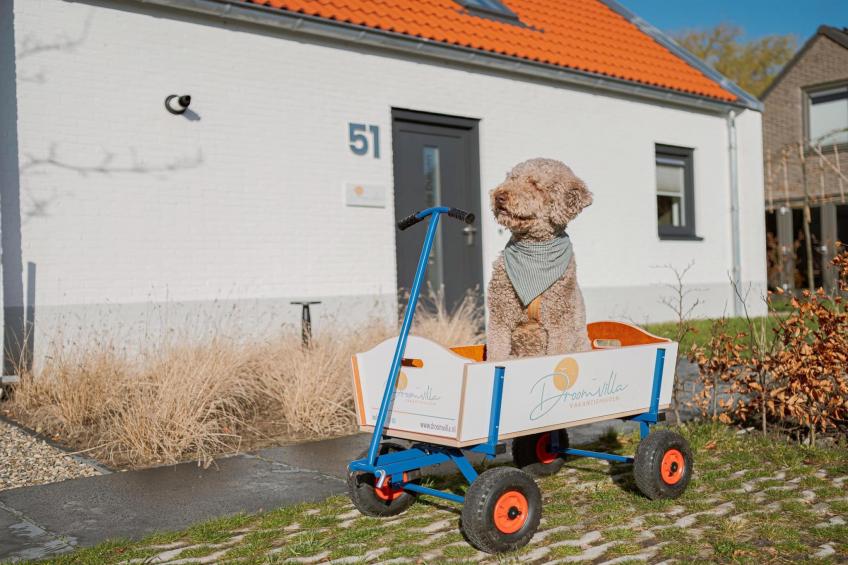 Dromen in de duinen - 51 - foto 28