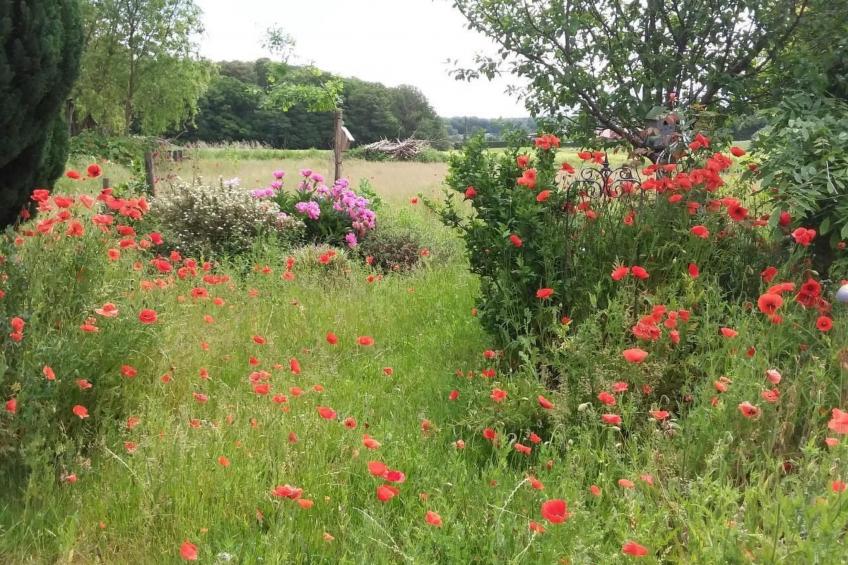 Schmetterling - foto 25