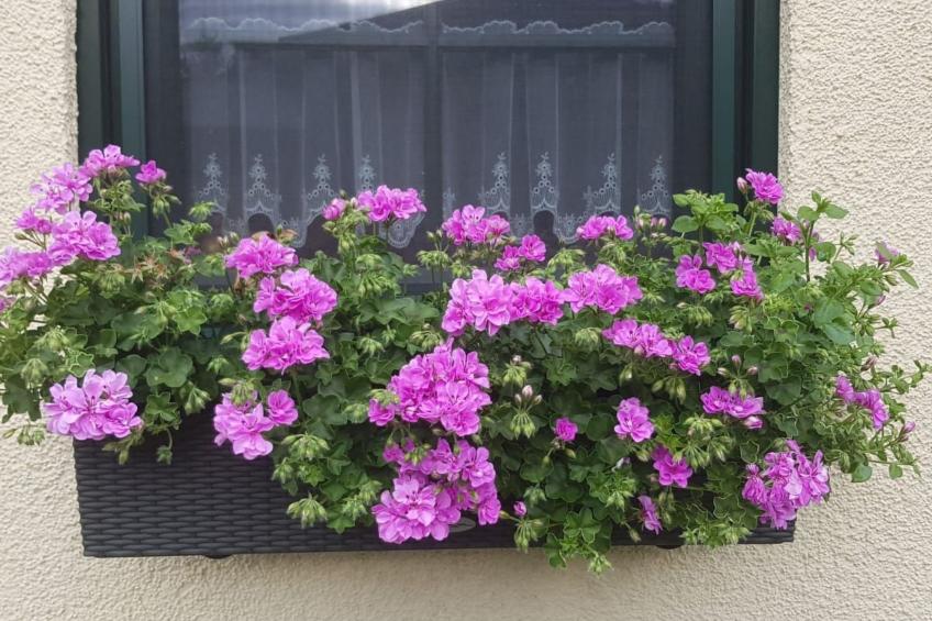 Am Marsfeld - foto 5