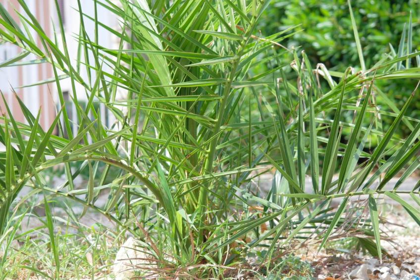 Stonehouse-pag - foto 15