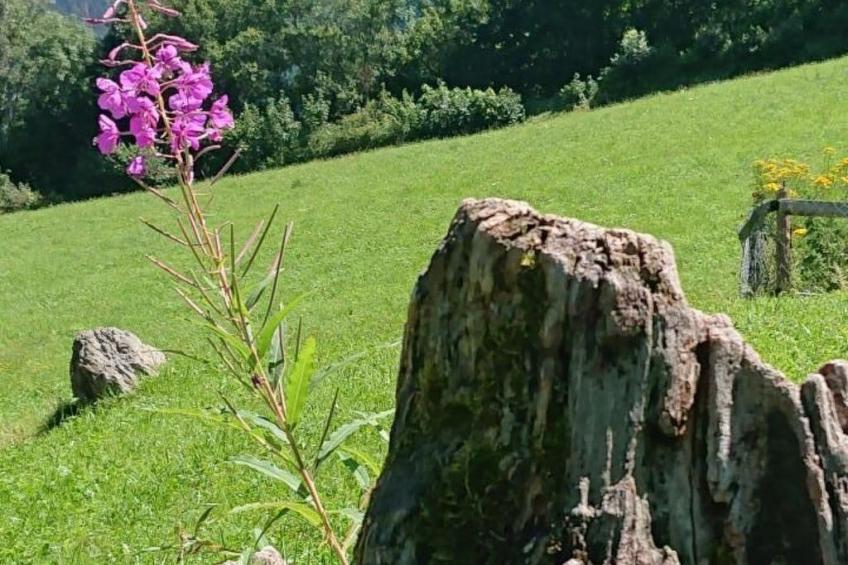 Alpen-Paradies - foto 3