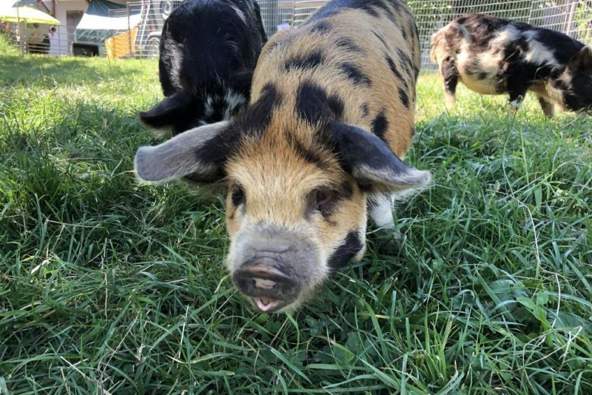 Tieroase Grünegg - foto 7