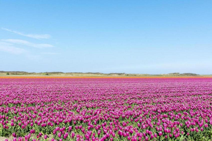 Zilte Bries - foto 21