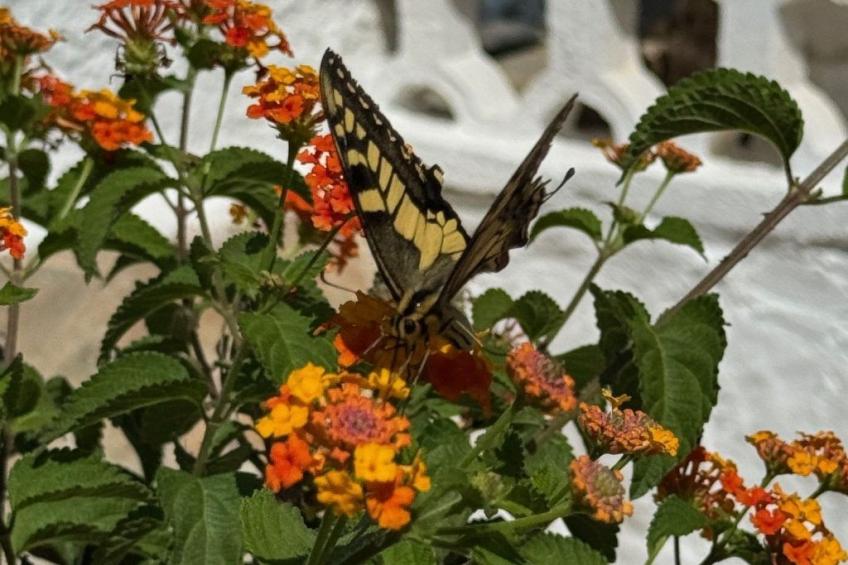 Casita Menorca Privé - foto 40