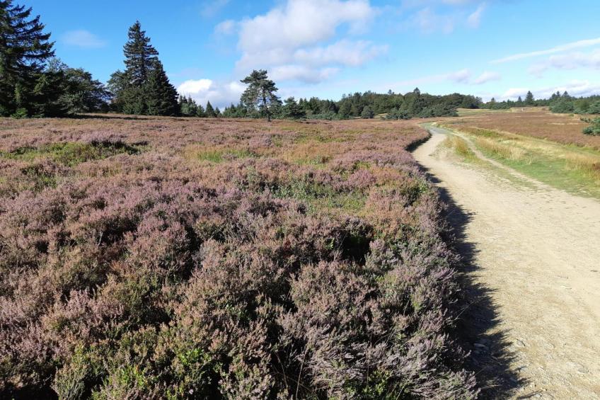 Blokhuis Winterberg Tulp - foto 11