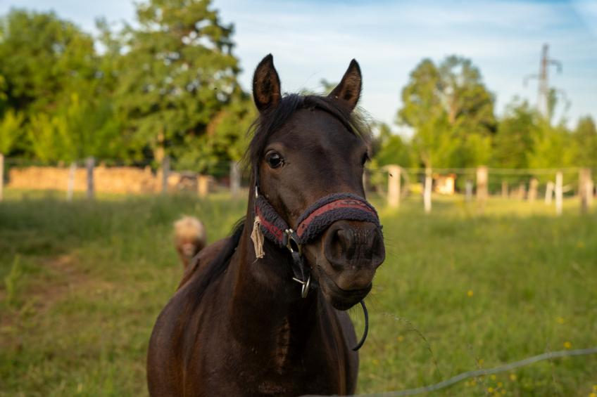 Villa Brusiana with covered heated pool - foto 46